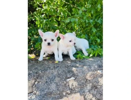 0 NUMARA TEACUP CHİHUAHUA BEBEKLER HAZIR - 7354