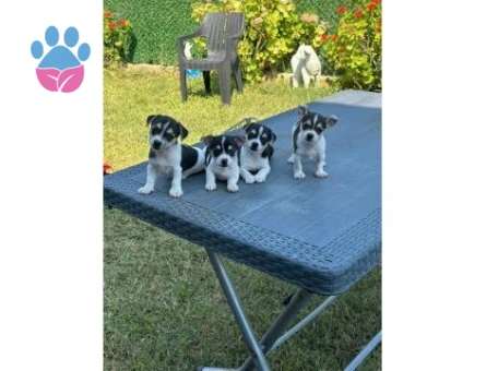 0 NUMARA TEACUP CHİHUAHUA BEBEKLER HAZIR - 7354 - Görsel 3