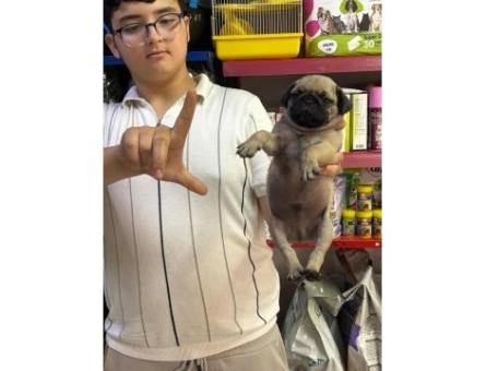 0 NUMARA PUG MOPS YAVRULAR HAZIR - 7355
