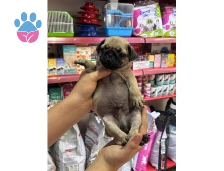 0 NUMARA PUG MOPS YAVRULAR HAZIR - 7355 - Görsel 3
