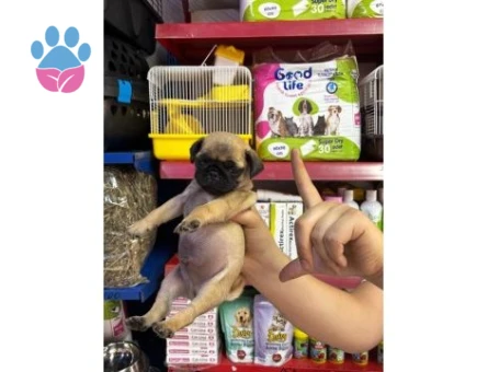 0 NUMARA PUG MOPS YAVRULAR HAZIR - 7355 - Görsel 4