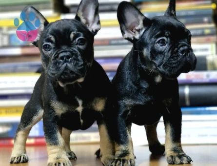SAFKAN FRENCH BULDOG BEBEKLER HAZIR - 7356 - Görsel 3