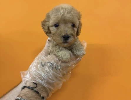 A KALİTE MALTİPOO YAVRULARIMIZ - 7359