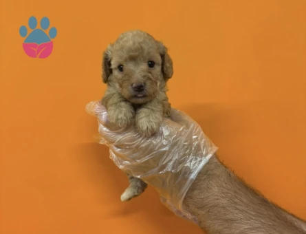 A KALİTE MALTİPOO YAVRULARIMIZ - 7359 - Görsel 4
