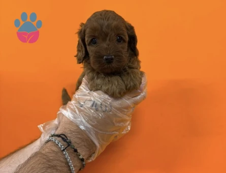 A KALİTE MALTİPOO YAVRULARIMIZ - 7359 - Görsel 3