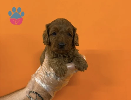 A KALİTE MALTİPOO YAVRULARIMIZ - 7359 - Görsel 5