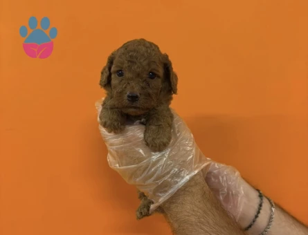 A KALİTE TOY POODLE YAVRULARIMIZ - 7360