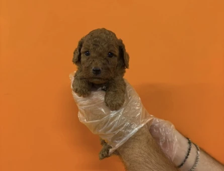 A KALİTE TOY POODLE YAVRULARIMIZ - 7360