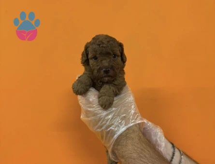 A KALİTE TOY POODLE YAVRULARIMIZ - 7360 - Görsel 3