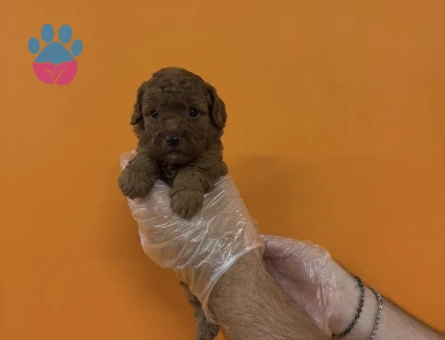 A KALİTE TOY POODLE YAVRULARIMIZ - 7360 - Görsel 4