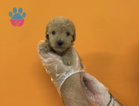A KALİTE TOY POODLE YAVRULARIMIZ - 7360 - Görsel 5