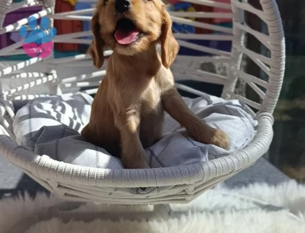 GOLDEN BEBEKLER - 7363 - Görsel 3