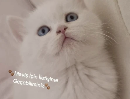 British Shorthair 2 Aylık Bebek - 7376