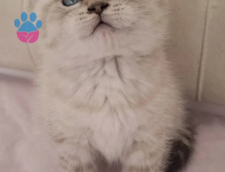 British Shorthair 2 Aylık Bebek - 7376 - Görsel 3
