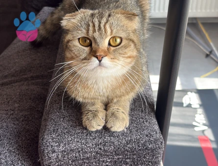 Scottish Fold Turşu Hanım Eş Arıyor - 118984890