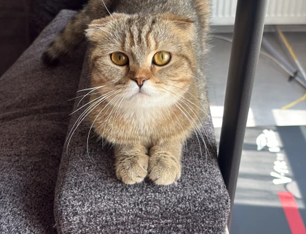 Scottish Fold Turşu Hanım Eş Arıyor - 118984890