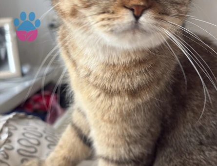 Scottish Fold Turşu Hanım Eş Arıyor - Görsel 3