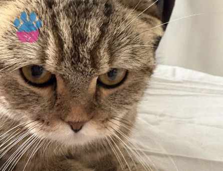 Scottish Fold Turşu Hanım Eş Arıyor - Görsel 4