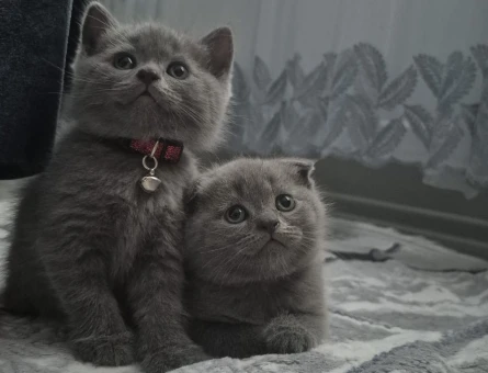 Scottish fold Yuva Arıyor - 7380