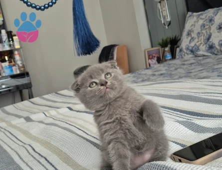 Scottish fold Yuva Arıyor - 7380 - Görsel 3