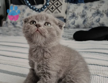 Scottish fold Yuva Arıyor - 7380 - Görsel 4
