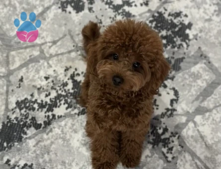 75 Günlük Satılık Poodle - 7381