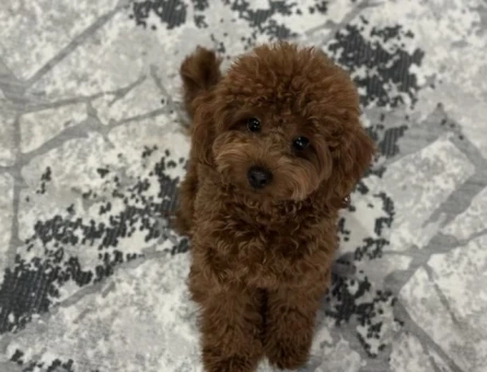 75 Günlük Satılık Poodle - 7381