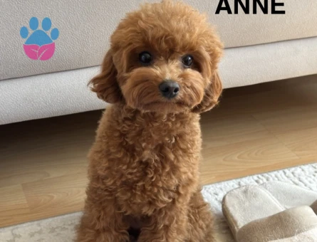 75 Günlük Satılık Poodle - 7381 - Görsel 3