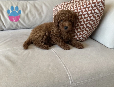 75 Günlük Satılık Poodle - 7381 - Görsel 4
