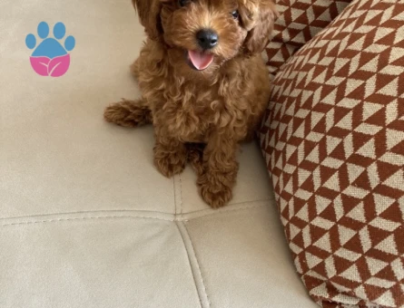 75 Günlük Satılık Poodle - 7381 - Görsel 5