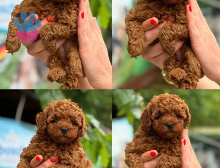 2.5 Aylık Kıvırcık Poodle Yavrumuz - 7382
