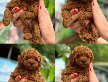 2.5 Aylık Kıvırcık Poodle Yavrumuz - 7382