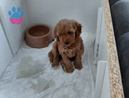 2.5 Aylık Kıvırcık Poodle Yavrumuz - 7382 - Görsel 3