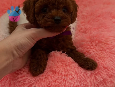 Orjinal Kore Micro Teacup Poodle - 7387 - Görsel 3