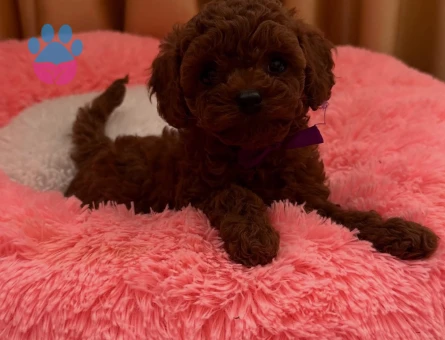 Orjinal Kore Micro Teacup Poodle - 7387