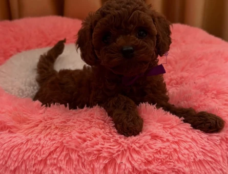Orjinal Kore Micro Teacup Poodle - 7387