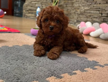 Safkan Orjinal Kore Poodle Bebeklerimiz - 7388