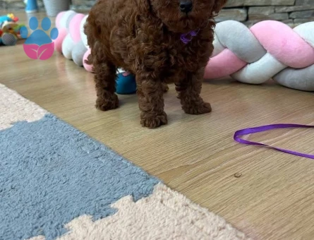 Safkan Orjinal Kore Poodle Bebeklerimiz - 7388 - Görsel 3