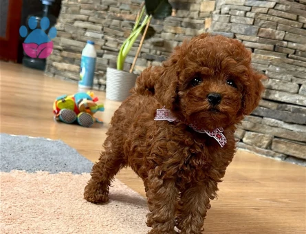 Safkan Orjinal Kore Poodle Bebeklerimiz - 7388 - Görsel 4