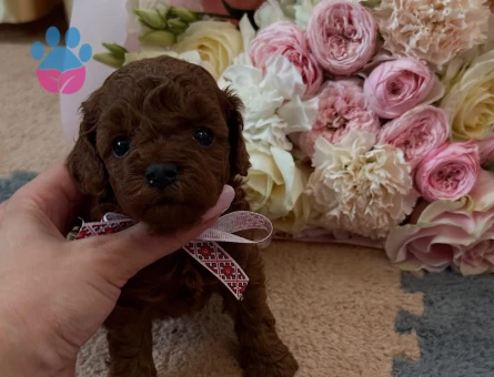 Tea Cup Orji̇nal Toy Poodle Yavrulari - 7389 - Görsel 3