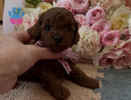 Tea Cup Orji̇nal Toy Poodle Yavrulari - 7389