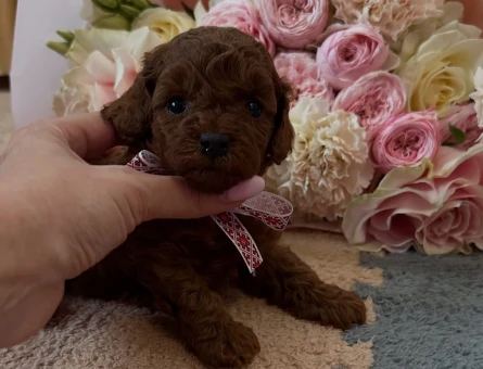 Tea Cup Orji̇nal Toy Poodle Yavrulari - 7389