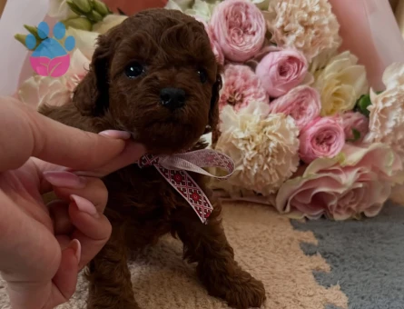 Tea Cup Orji̇nal Toy Poodle Yavrulari - 7389 - Görsel 4