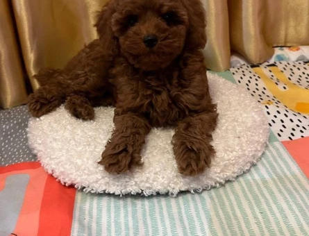 Mükemmel Irk Garantili Toy Poodle - 7390