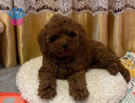 Mükemmel Irk Garantili Toy Poodle - 7390 - Görsel 3