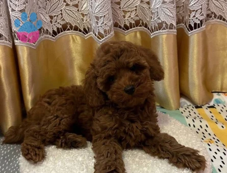 Mükemmel Irk Garantili Toy Poodle - 7390 - Görsel 4