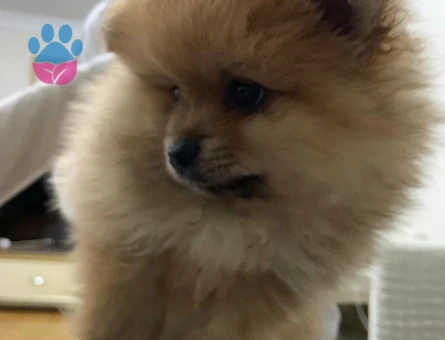 BOO CİNSİ KÖPEK - 7396