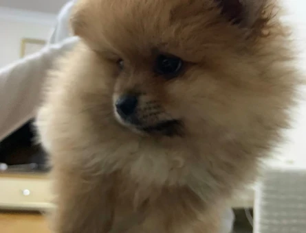 BOO CİNSİ KÖPEK - 7396