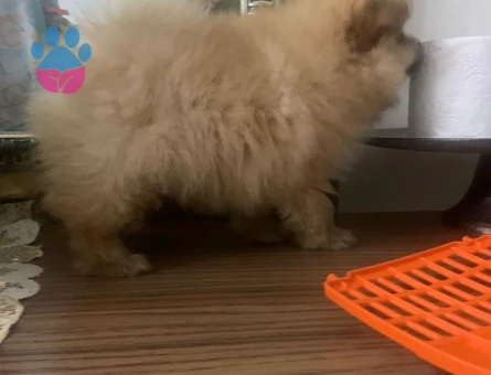 BOO CİNSİ KÖPEK - 7396 - Görsel 3