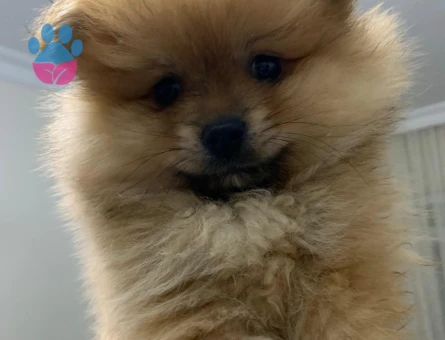 BOO CİNSİ KÖPEK - 7396 - Görsel 4